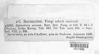 Paragalactinia succosa image